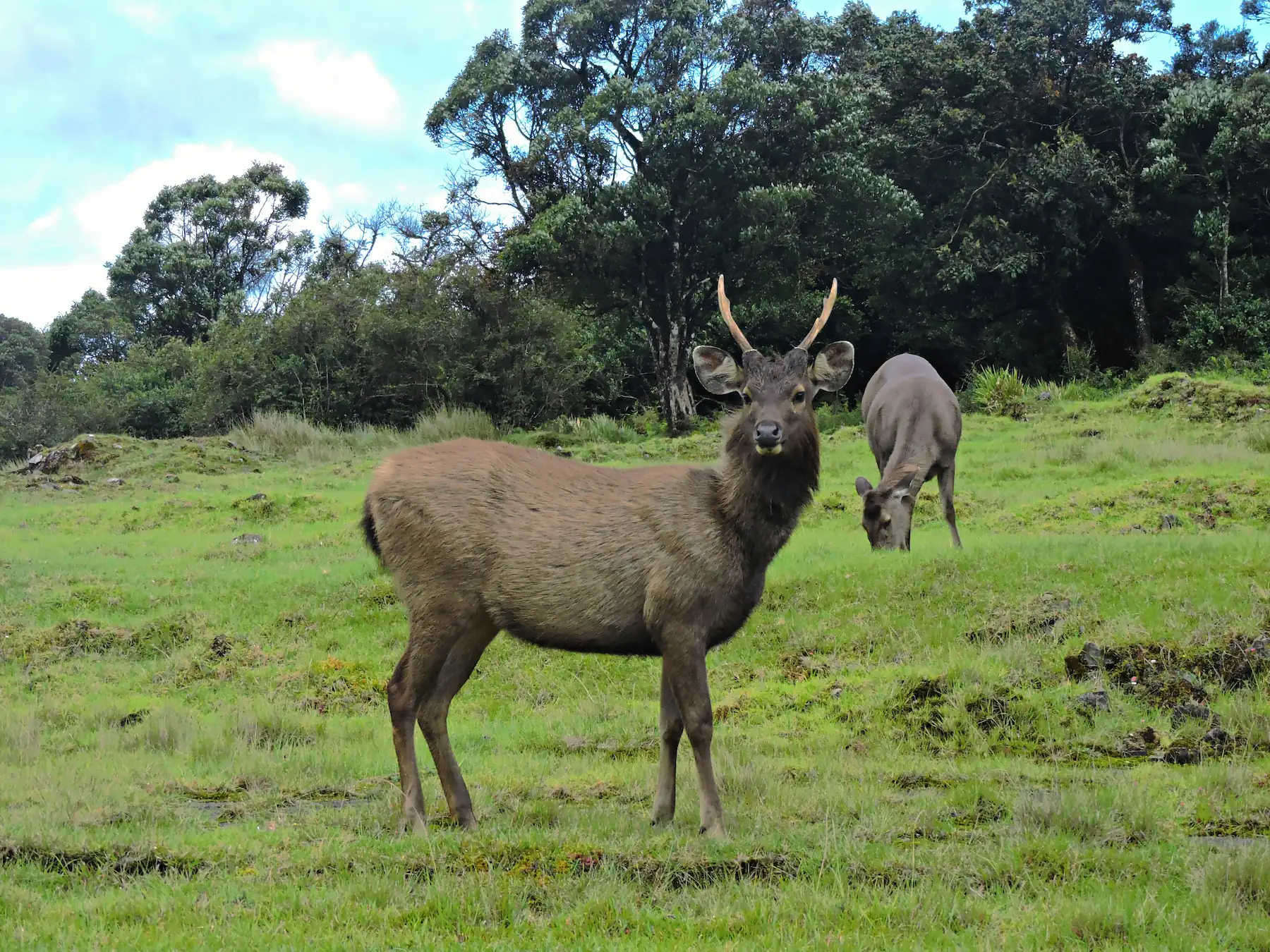 Horton Plains Nationalpark und Berglandschaft in Sri Lanka