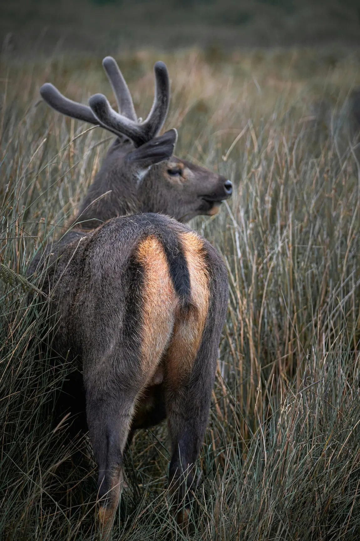 Horton plains Sambar Hirsche in Sri Lanka