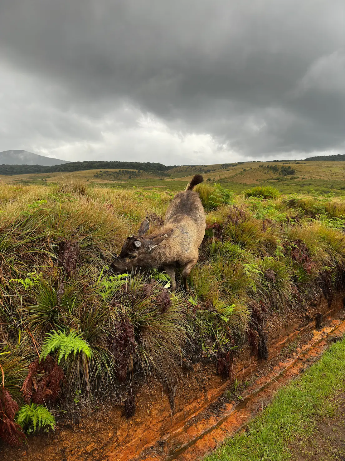 Horton Plains in Sri Lanka