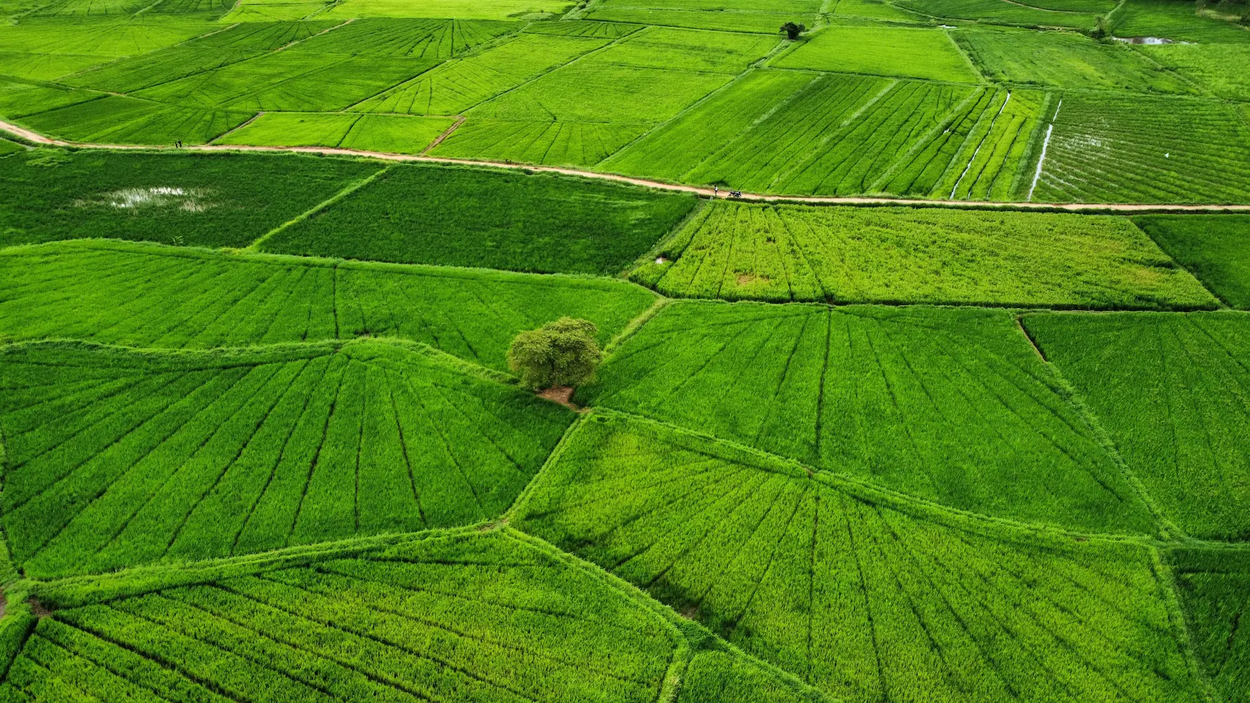 Grüne Reisfelder in der tropischen Landschaft Sri Lankas