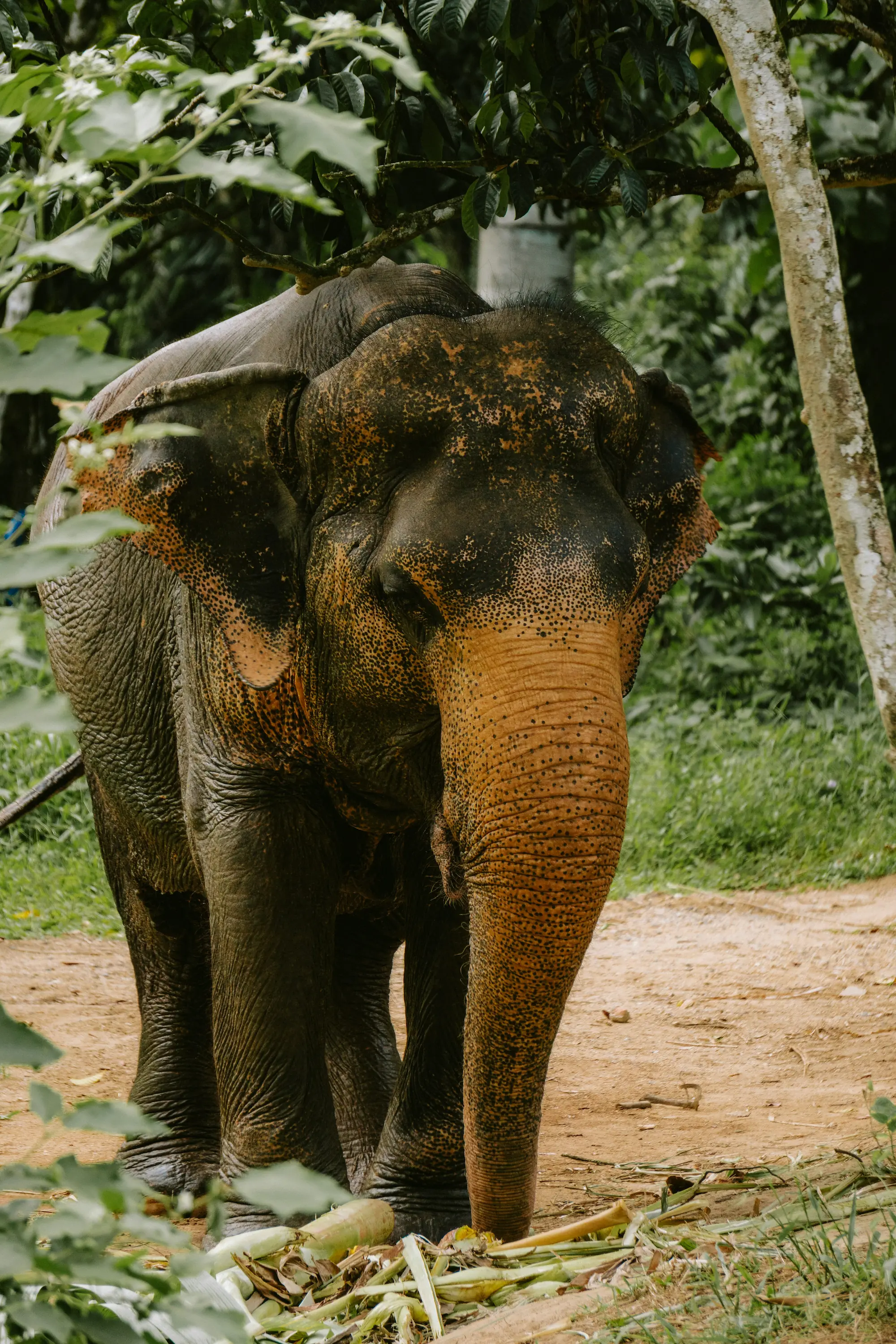 Sri Lankas Wildnis