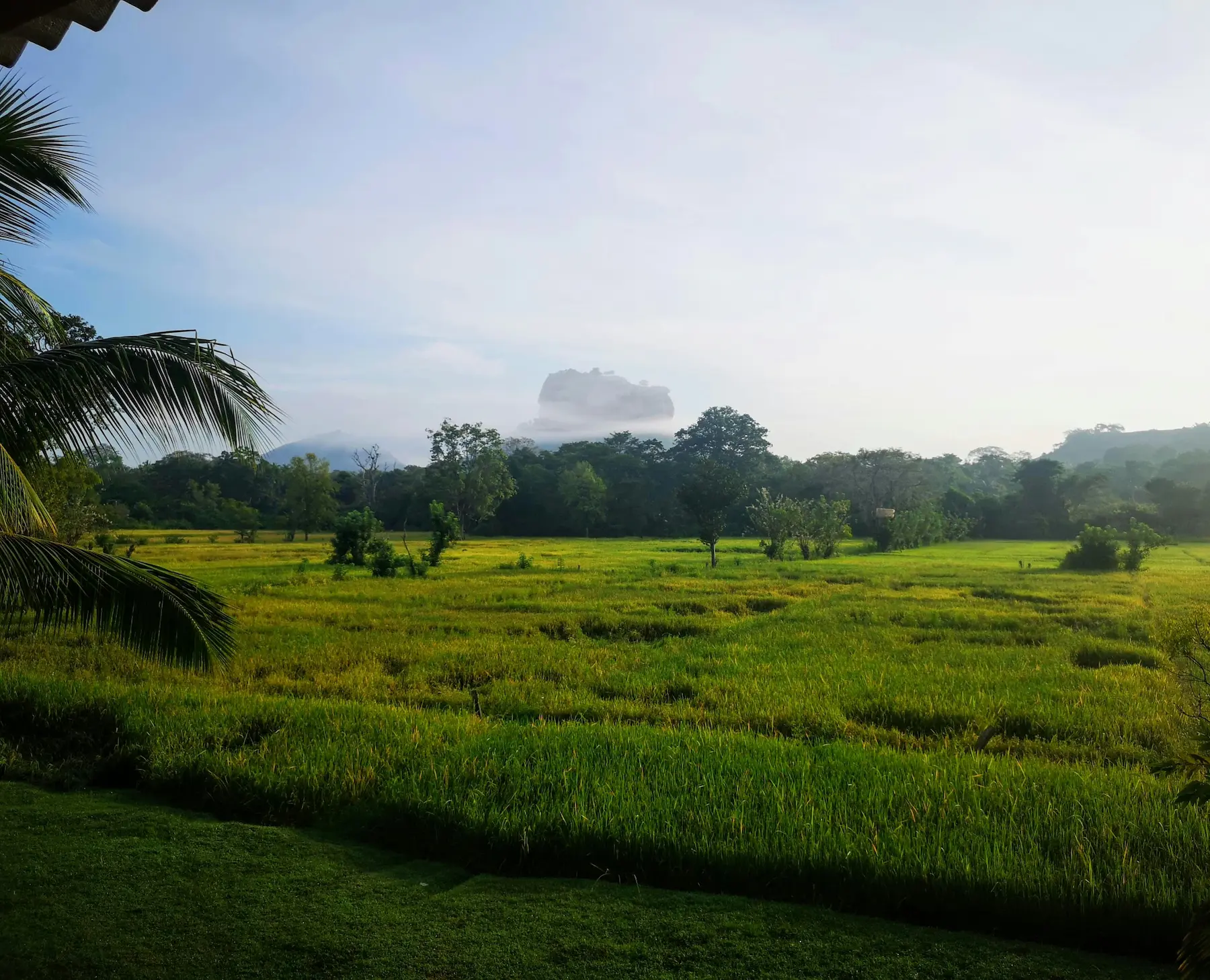 Paddy fields of Sri Lanka