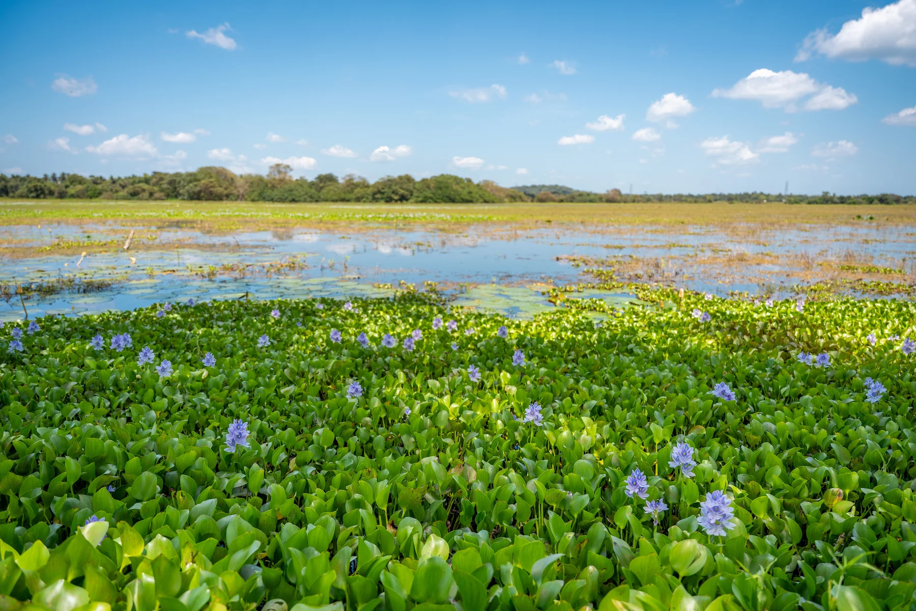 Blaue Blumen in Sri Lanka