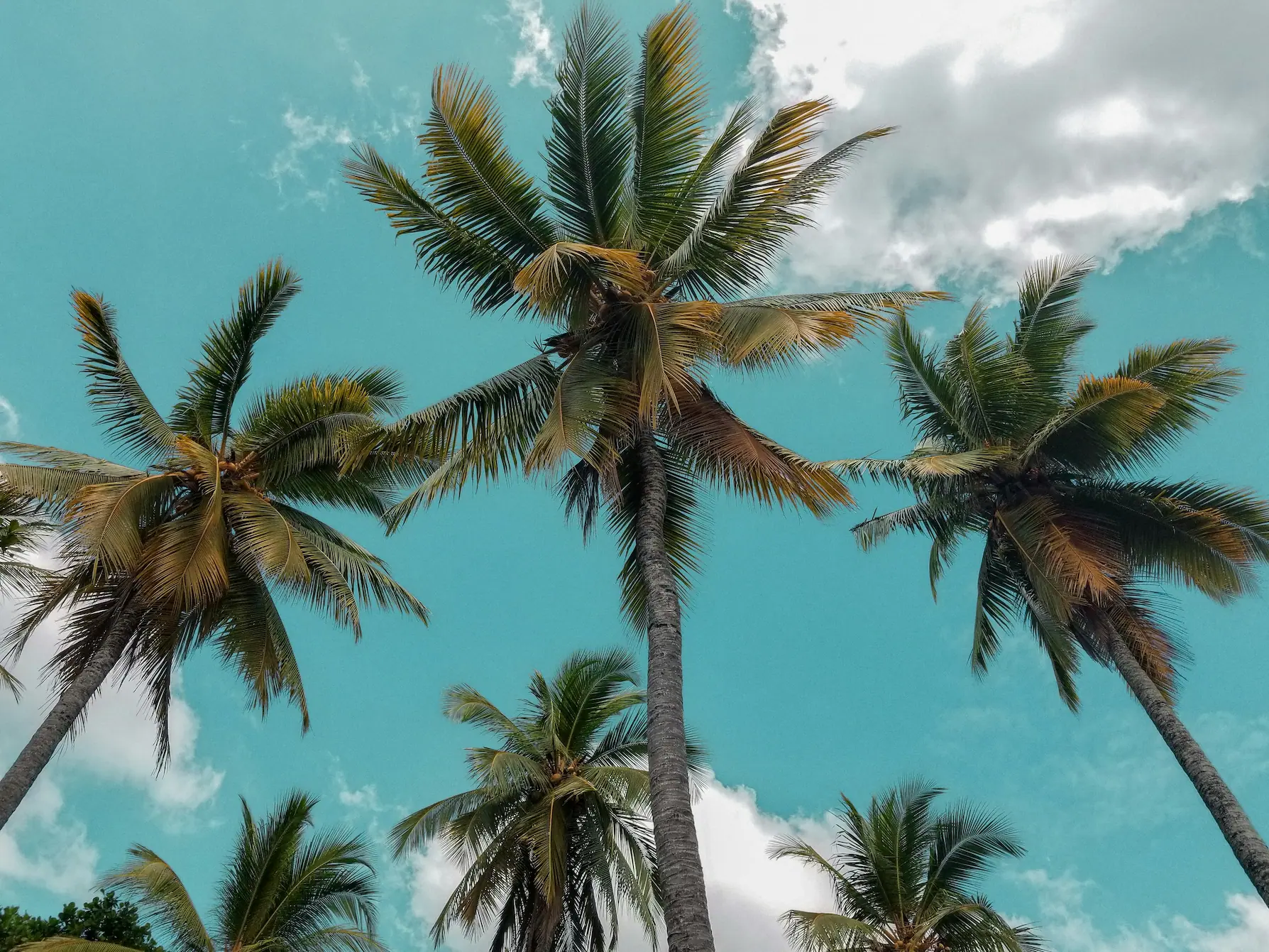 Romantische Kokospalmenkulisse für eine exklusive Hochzeitsreise in Sri Lanka