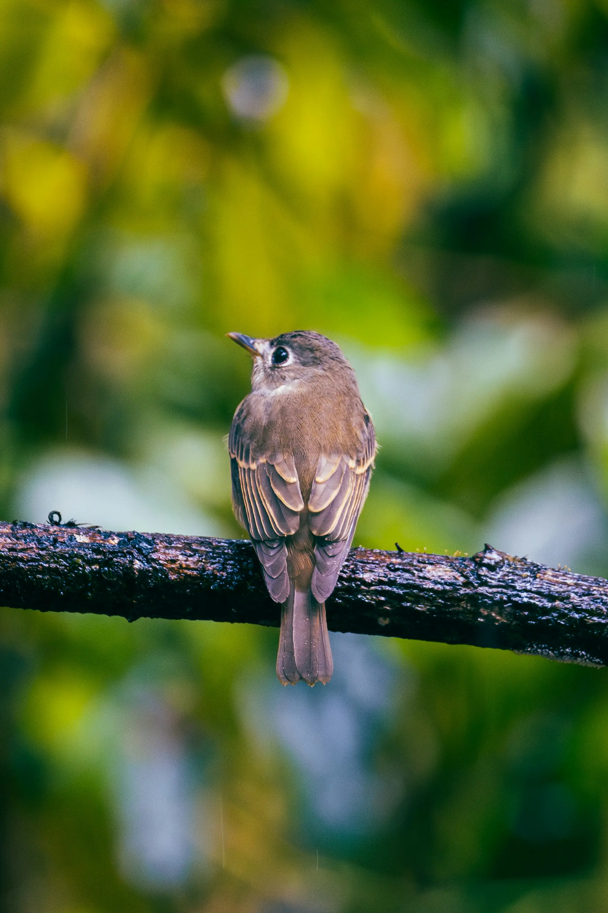 Vogel im Regenwald Sri Lankas