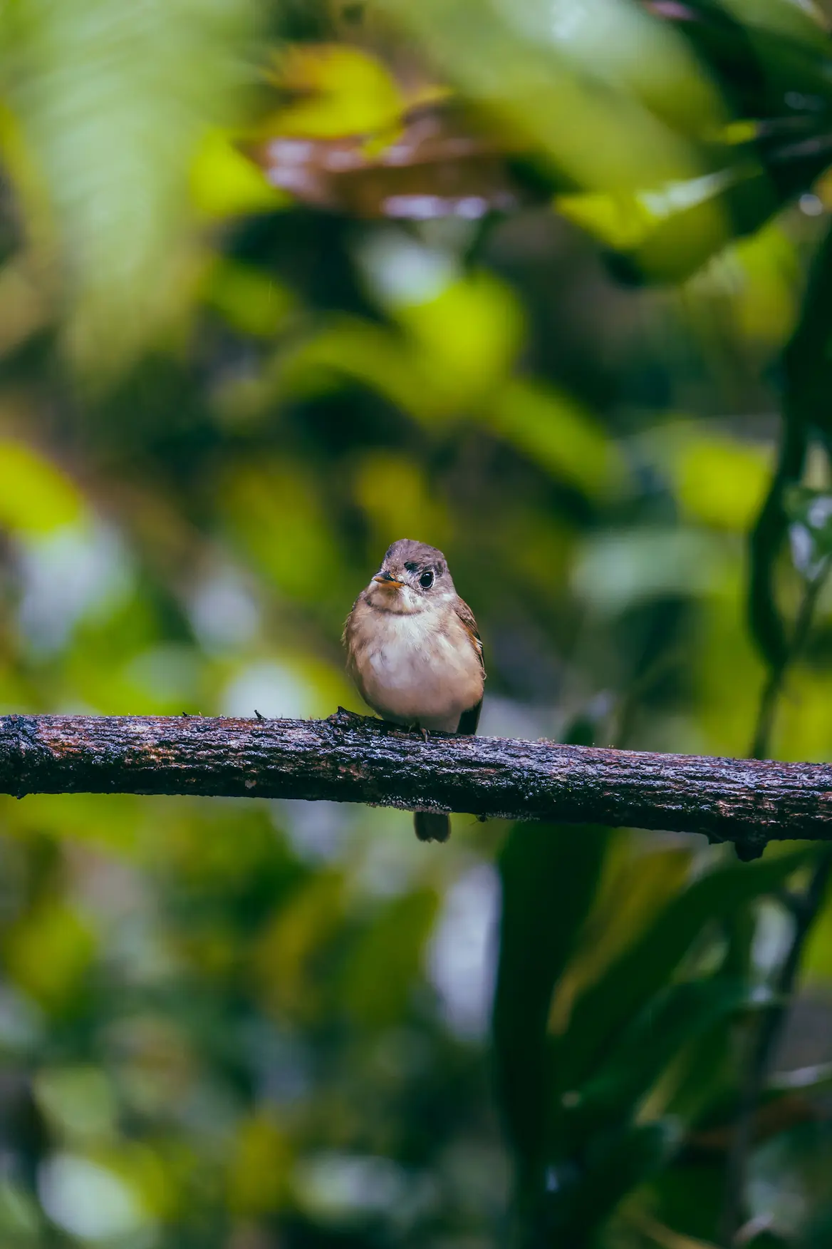 Farbenfroher Wildvogel in der üppigen Natur Sri Lankas
