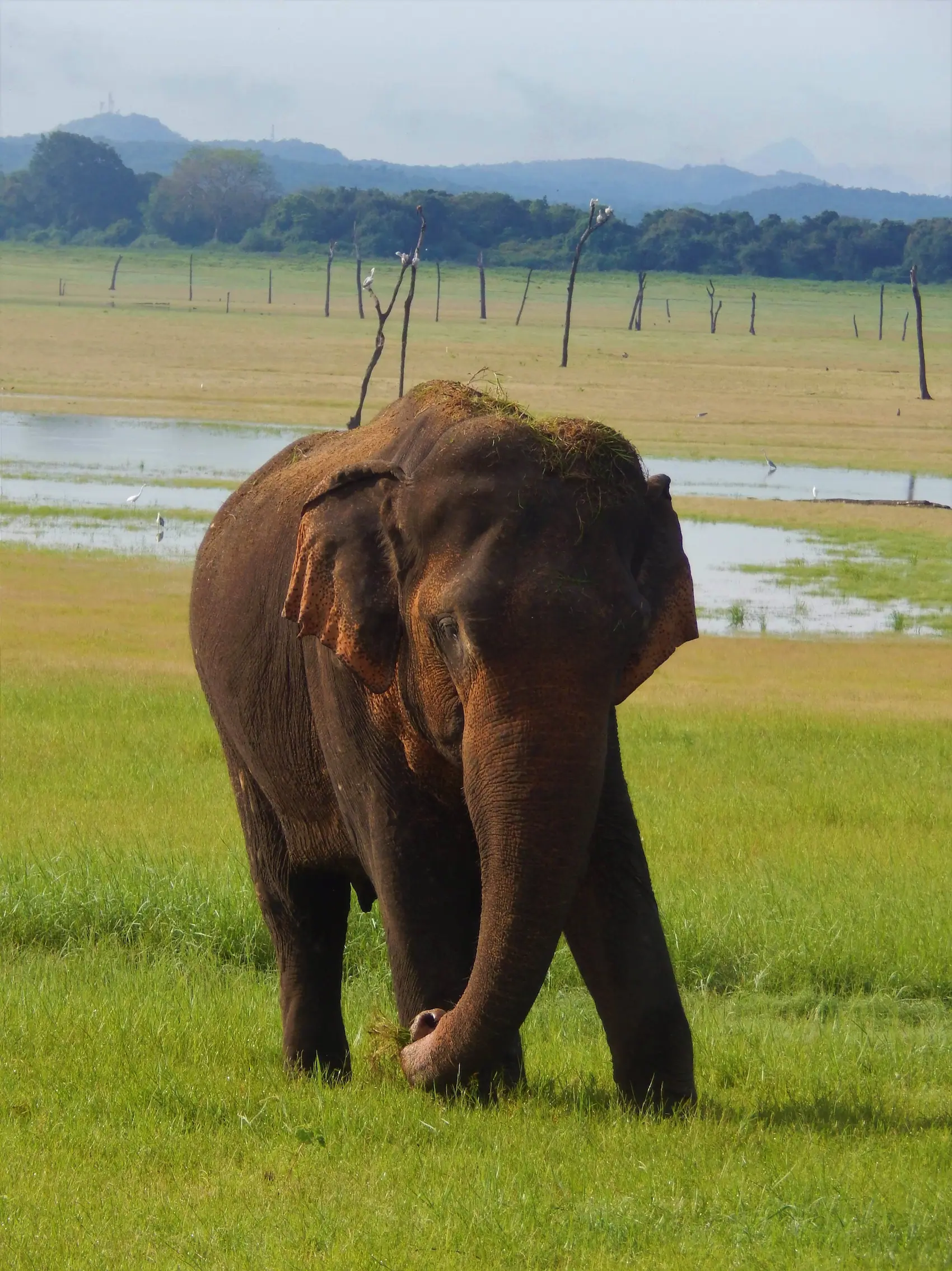 Wilder Elefant in der tropischen Landschaft Sri Lankas