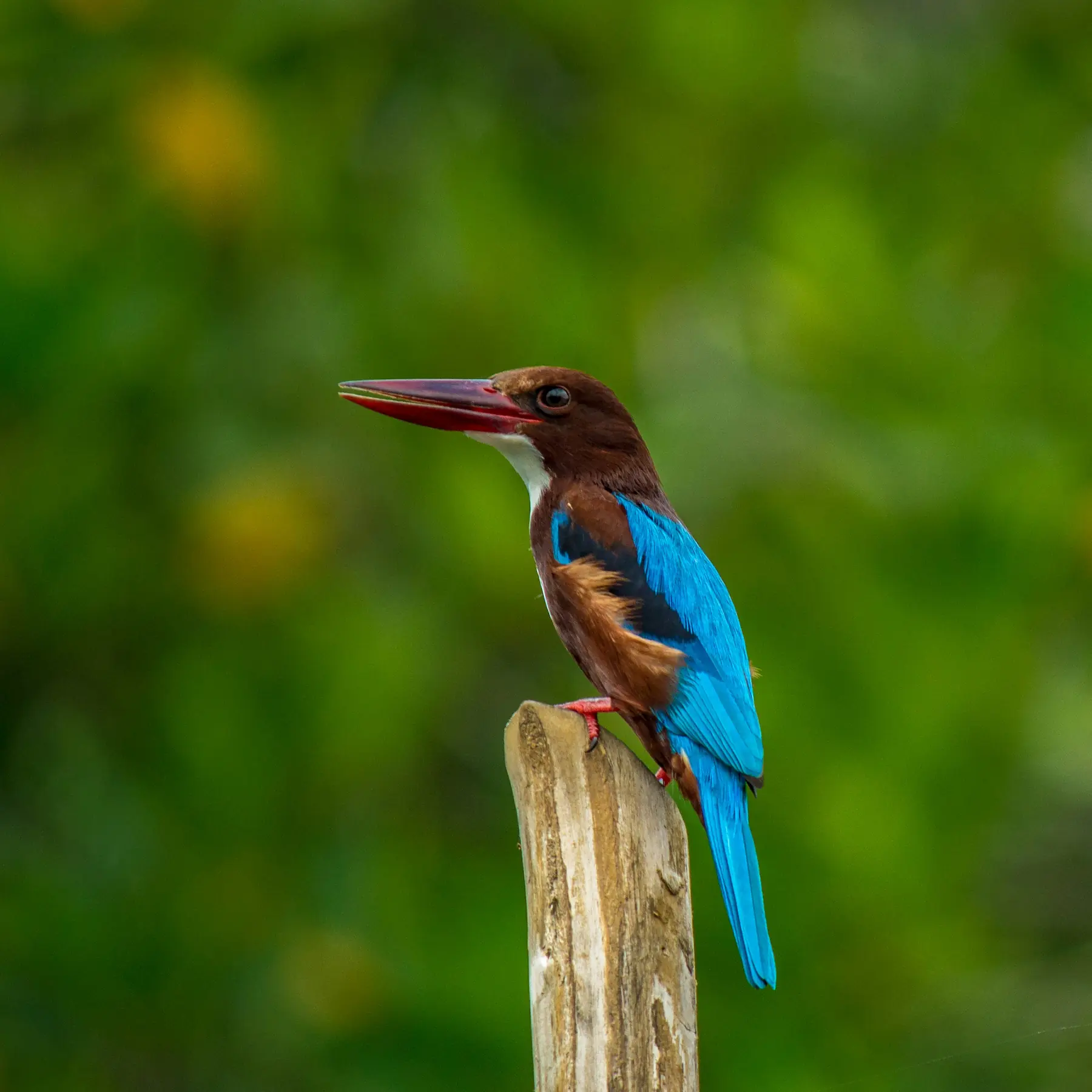 Kumana-Nationalpark Sri Lanka