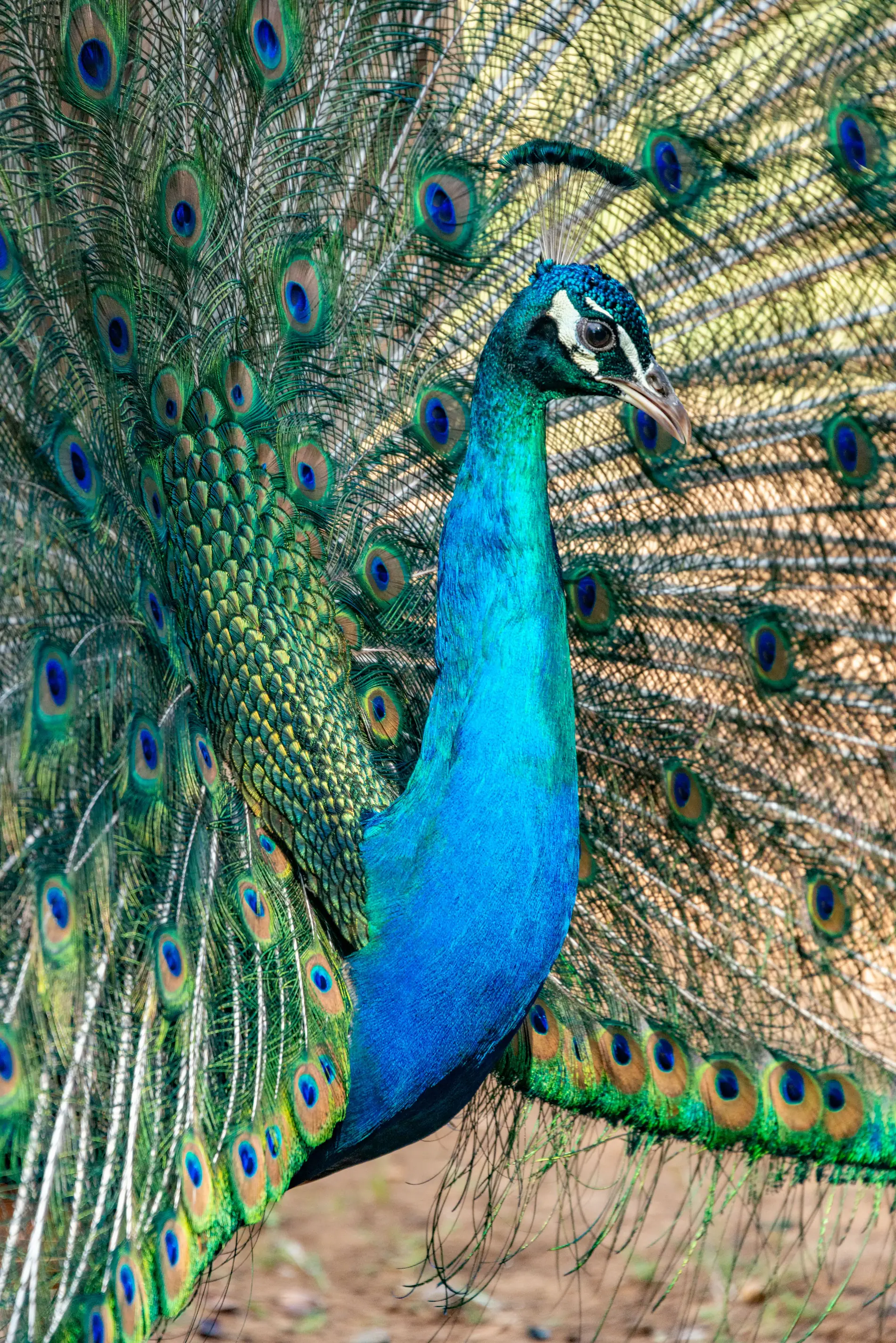 Pfau mit farbenprächtigem Gefieder in Sri Lanka