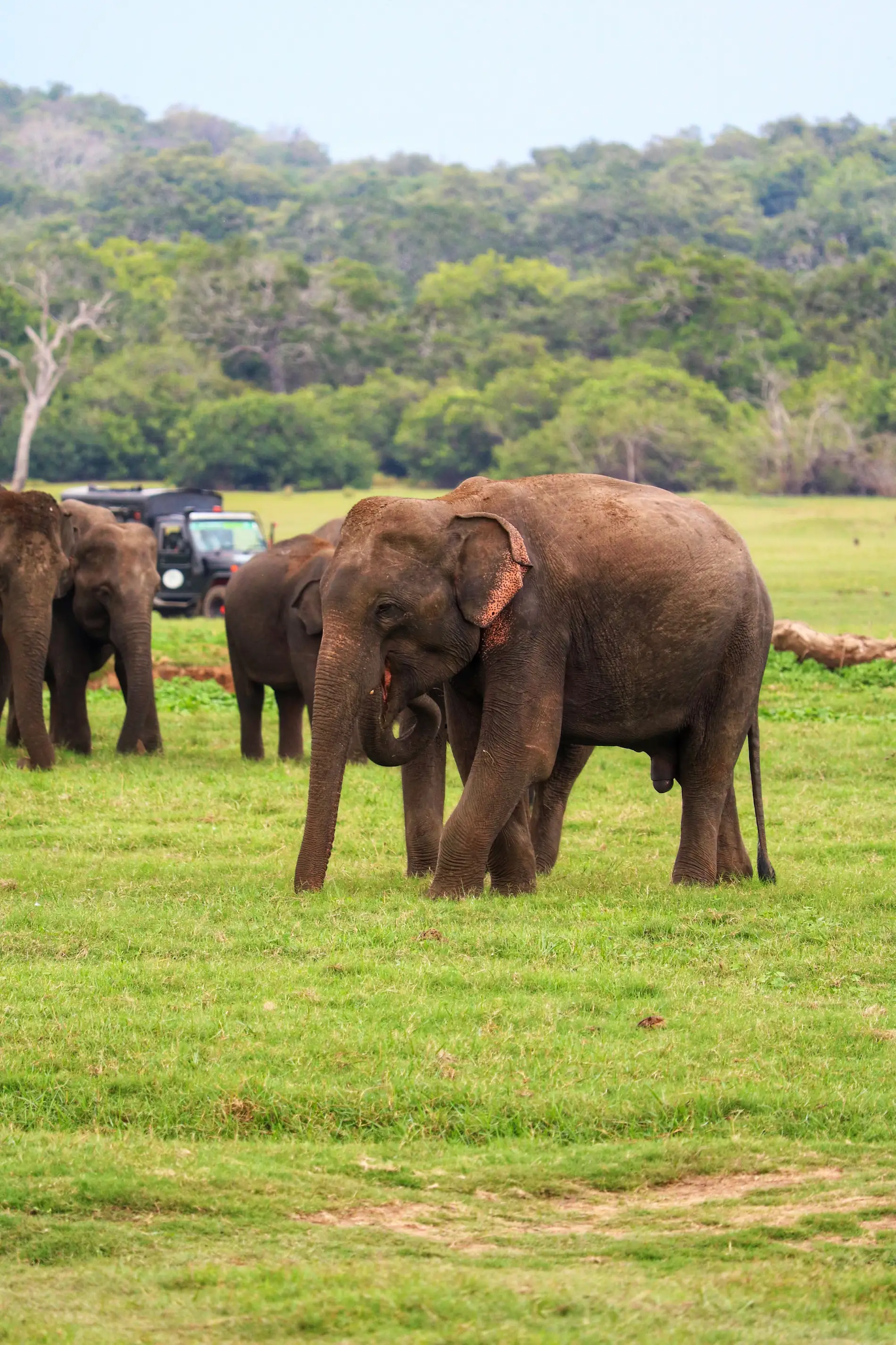Uralte Waldruinen in Sri Lanka
