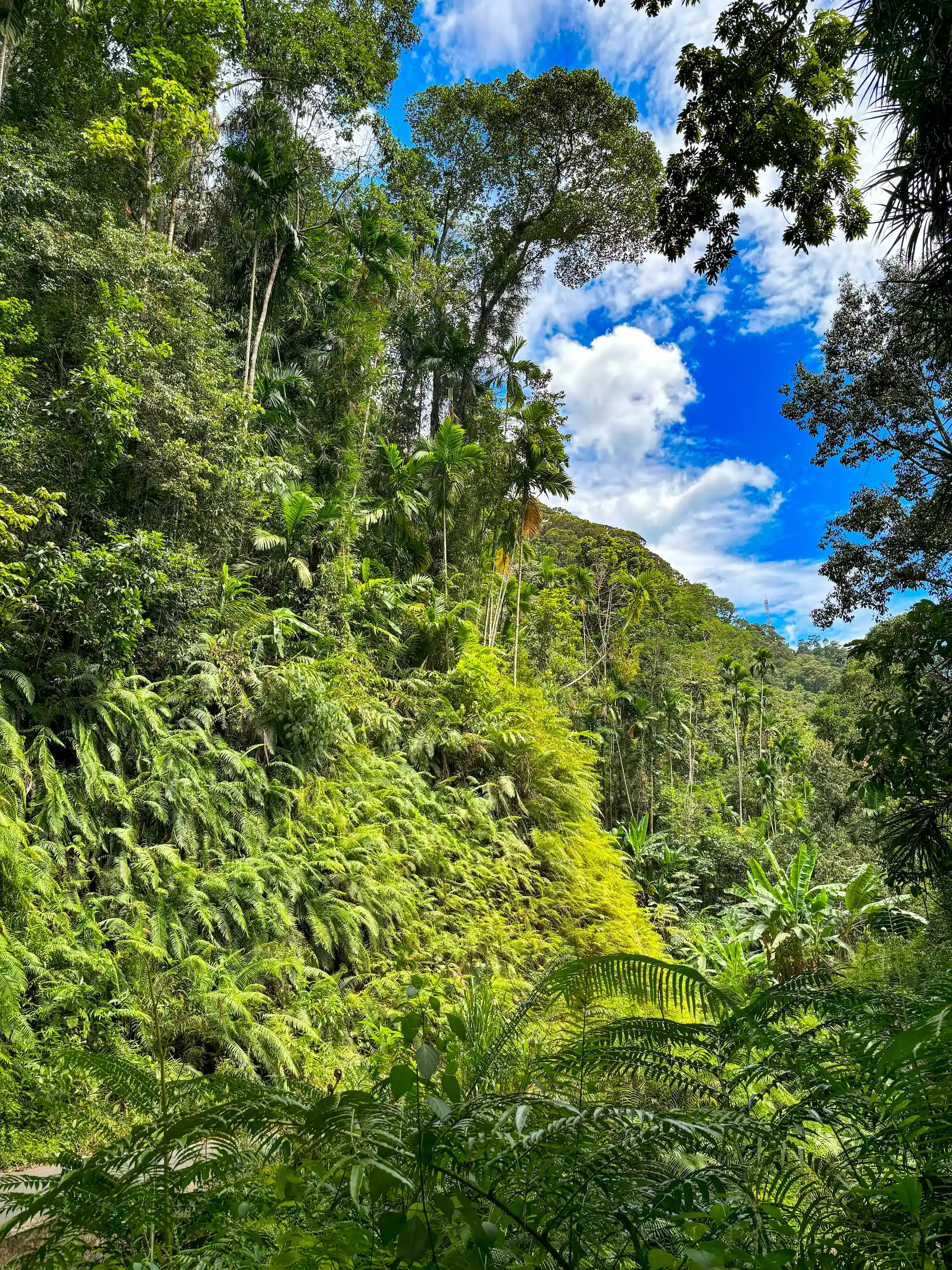 Tropischer Regenwald im Sinharaja-Waldreservat in Sri Lanka