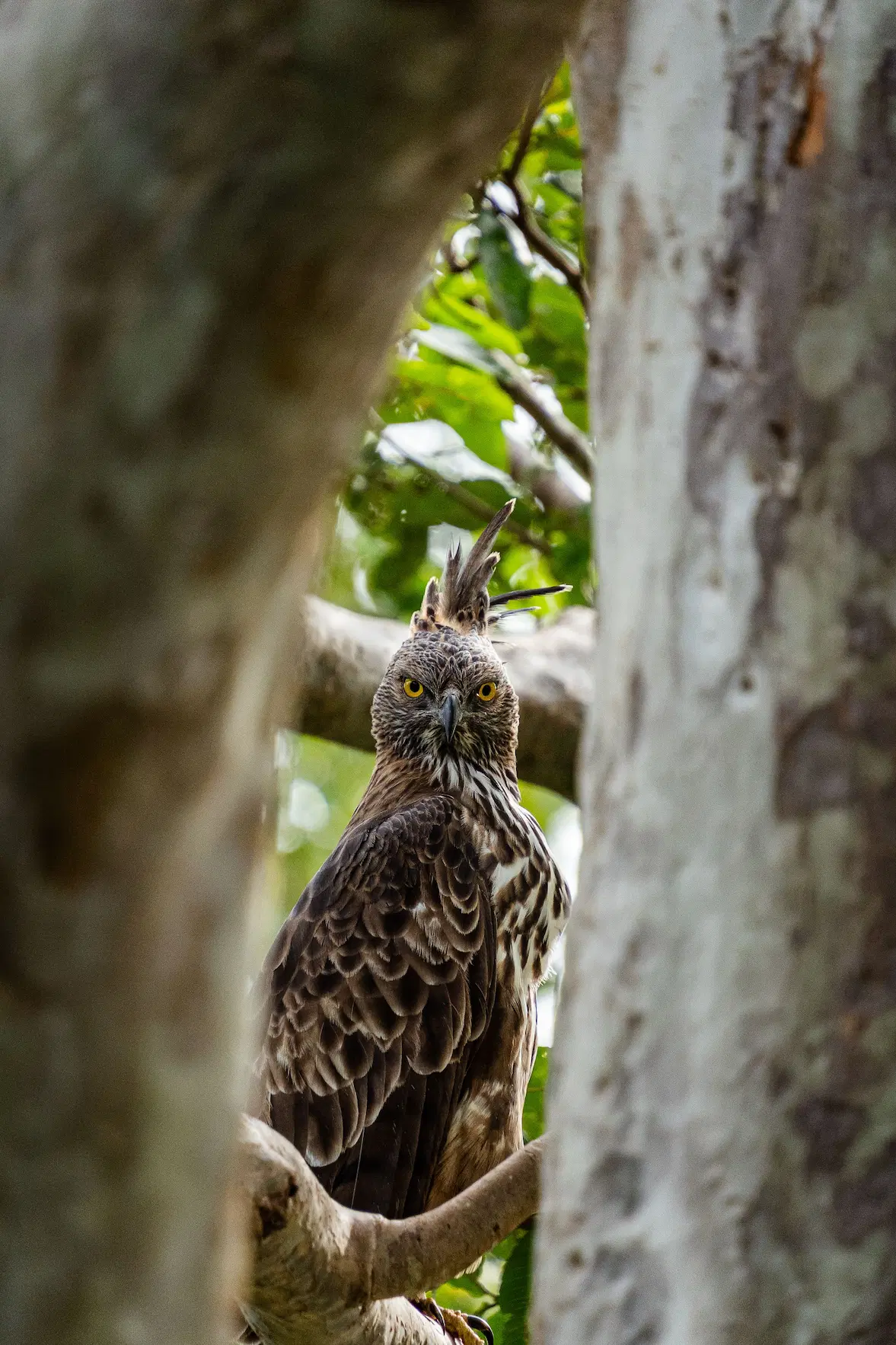Sinharaja-Regenwald Sri Lanka