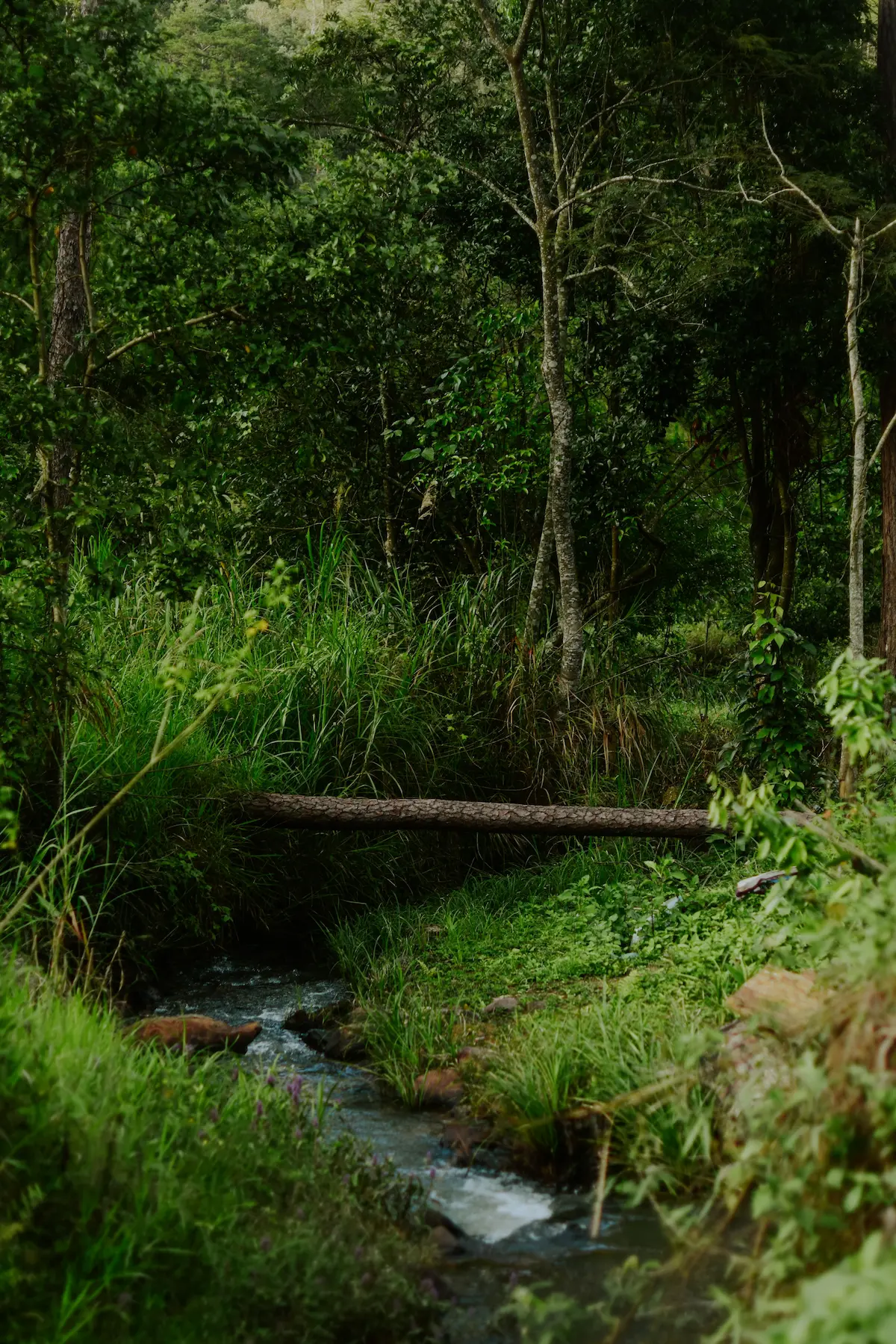 Sinharaja-Regenwaldreservat Sri Lanka