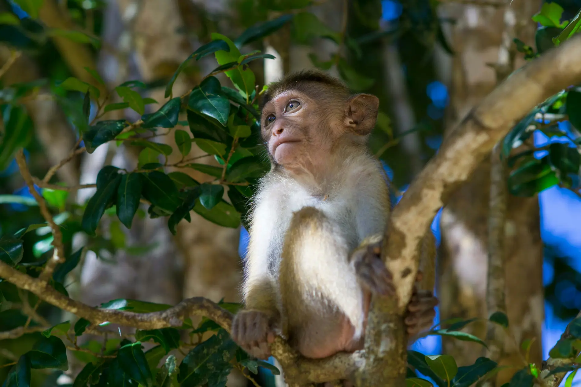 Wilder Affe im Wilpattu-Nationalpark in Sri Lanka