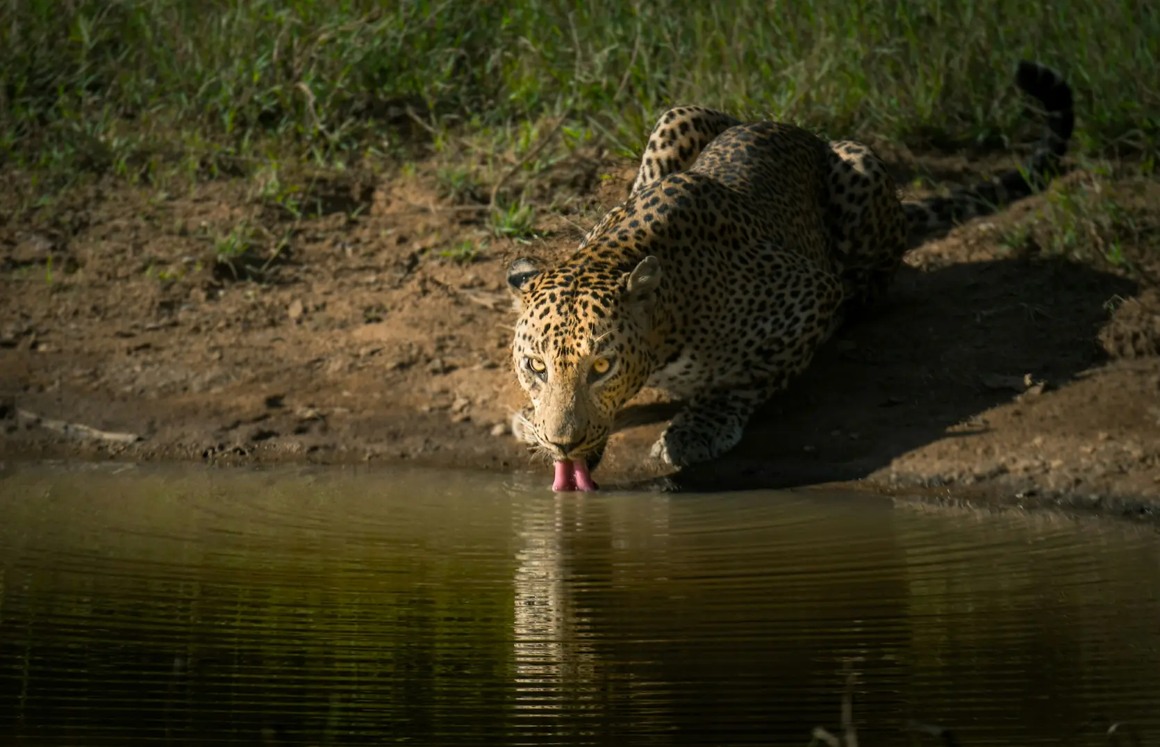 Wilder Leopard im Wilpattu-Nationalpark in Sri Lanka