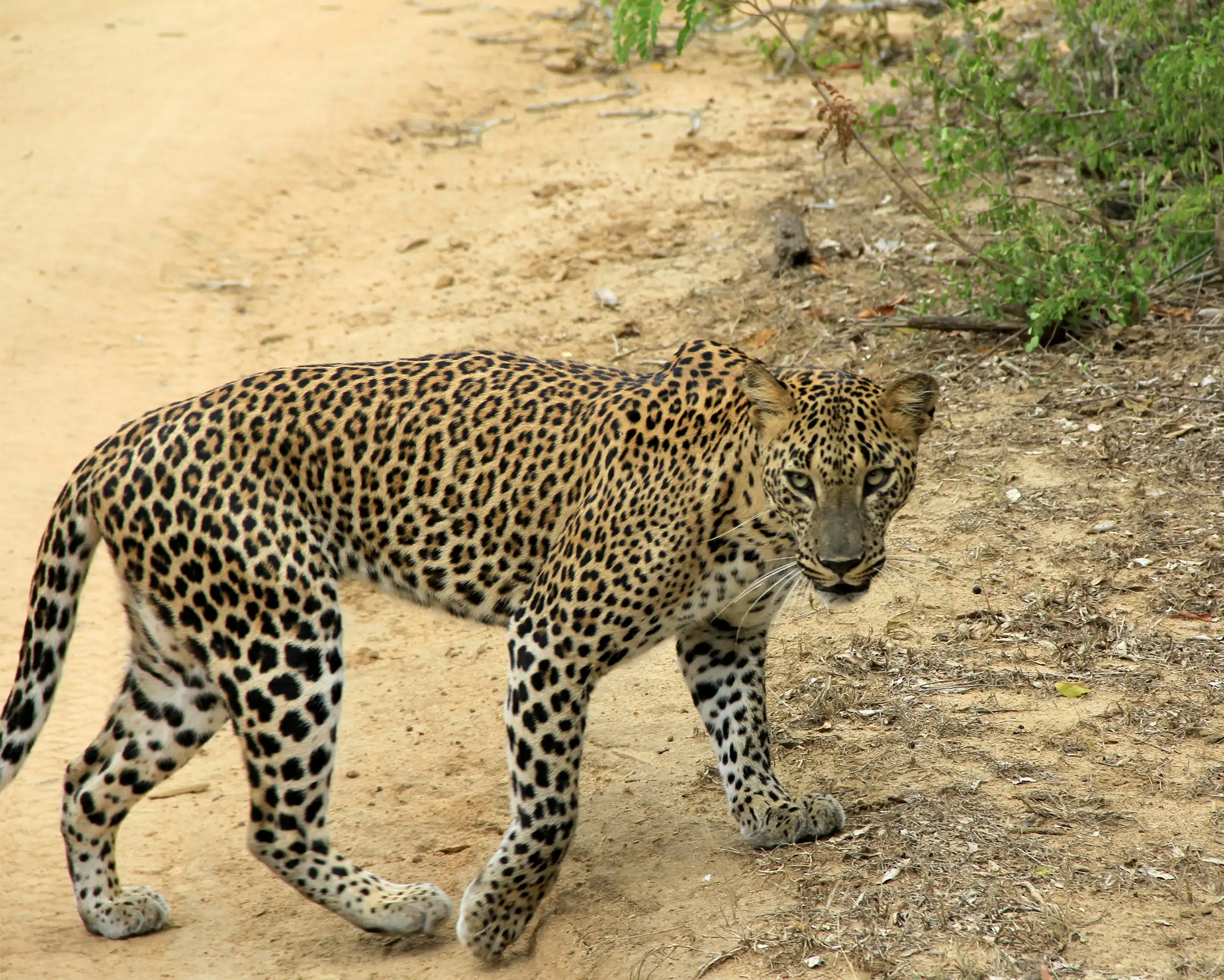 Safari im Yala-Nationalpark in Sri Lanka
